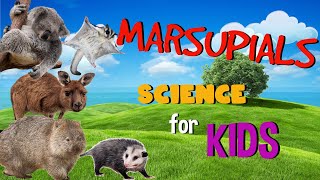 Marsupial Mammals | Science for Kids