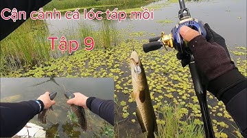 Câu cá lóc khủng ( tập9).cận cảnh cá lóc táp mồi