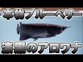 レア度100%両眼ありの漆黒の黒龍アロワナがヤバすぎる!!