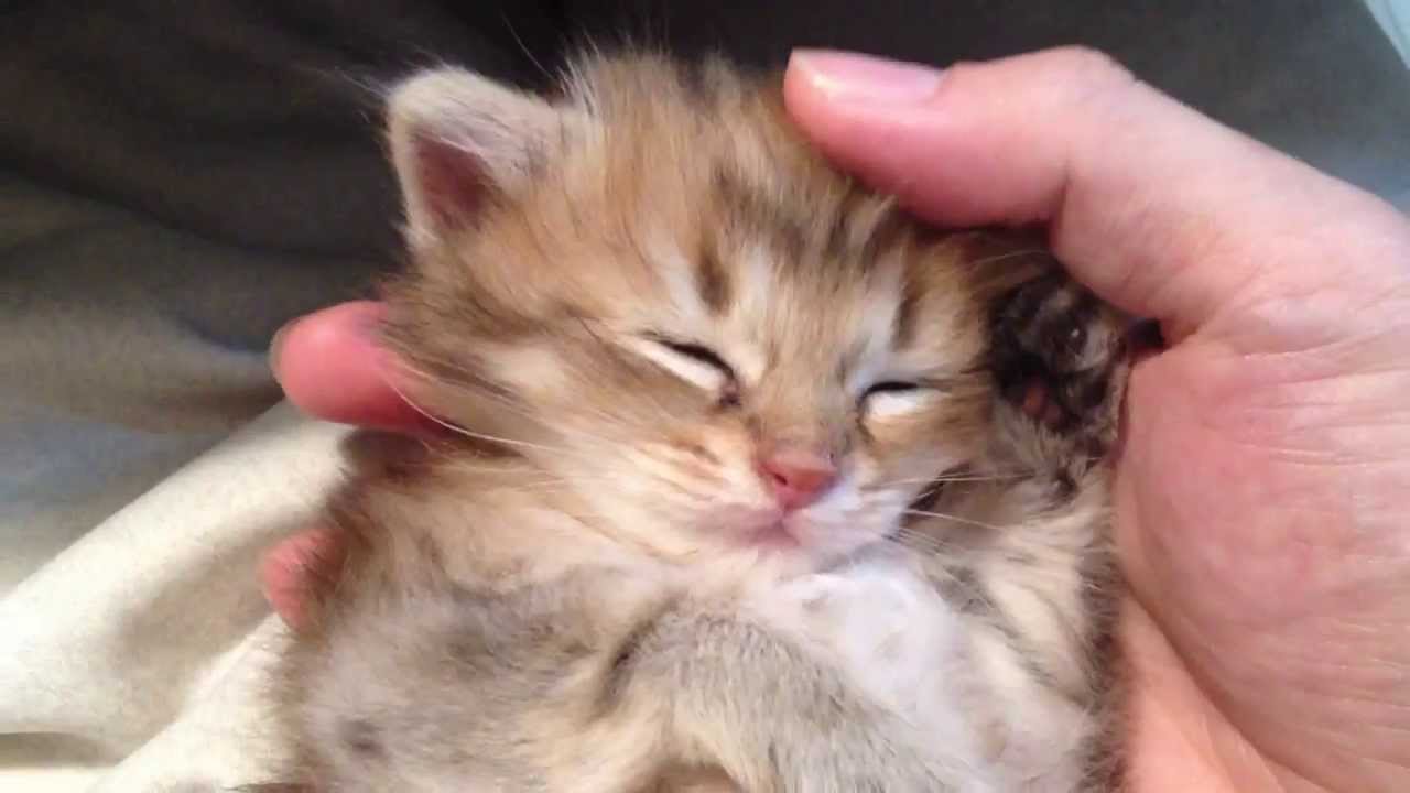 猫 かわいい イラスト Soooo cuuuute! kitty!