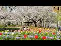 Red colors Tulip flower & Cherry blossoms create a romantic scene in Omiya Hananooka Norin Garden