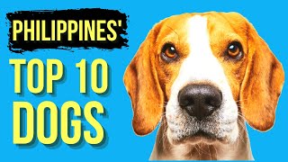 The Top 10 Dog Breeds in The Philippines: Which One Is The Best For You?