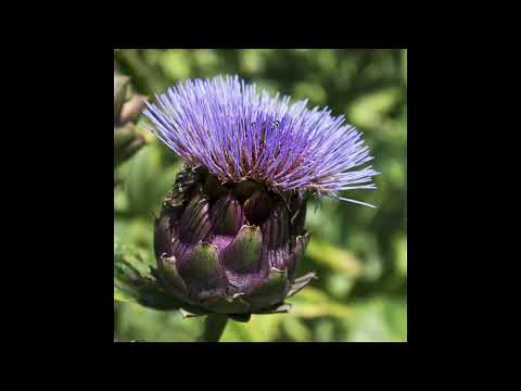 Mira Marcello Di Lorenzo - Bitini (Official Audio) en YouTube Mira Marcello Di Lorenzo - Bitini (Official Audio) en YouTube