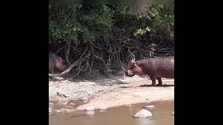 Hippos fight and mating