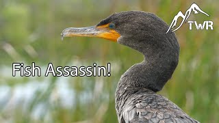 The Double Crested Cormorant: Ultimate Fish Assassin