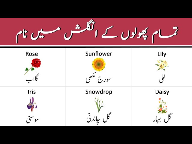 Names Of Flowers With Urdu Meanings