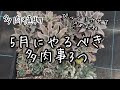【多肉植物】5月にやるべき多肉事3つ【スペシャルゲスト登場w】