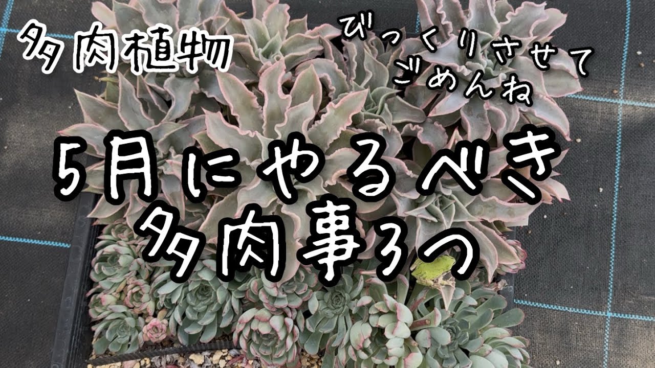 【多肉植物】5月にやるべき多肉事3つ【スペシャルゲスト登場w】