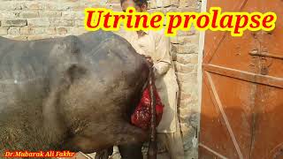 Utrine prolapse in Buffalo | Prolapse in cattles | Utrine prolapse in cow | Dr.Mubarak Ali Fakhr