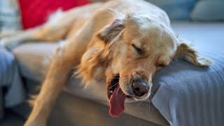 Stop Your Golden Retriever from Chewing on Furniture!