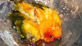 Sun Conure Taking Bath - How To Bath Sun Conure by Birds Bucket 49 views 1 year ago 1 minute, 54 seconds