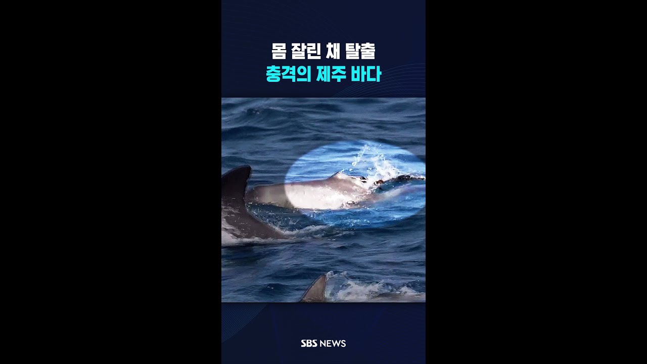 몸 잘린 채 탈출..충격의 제주 바다 #shorts