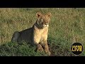 safariLIVE  - Sunrise Safari - December 16, 2018
