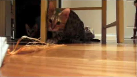 Video 4119531: jumping bengal