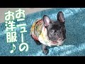 フレンチブルドッグ系専門の犬服ショップB DESIGN（ビーデザイン）の服でお散歩