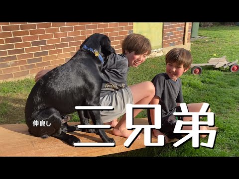 スロープを滑ろうとするお馬鹿な三兄弟 ラブラドールレトリバー子犬 黒ラブ