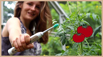 Wie werden Tomaten im Gewächshaus bestäubt?