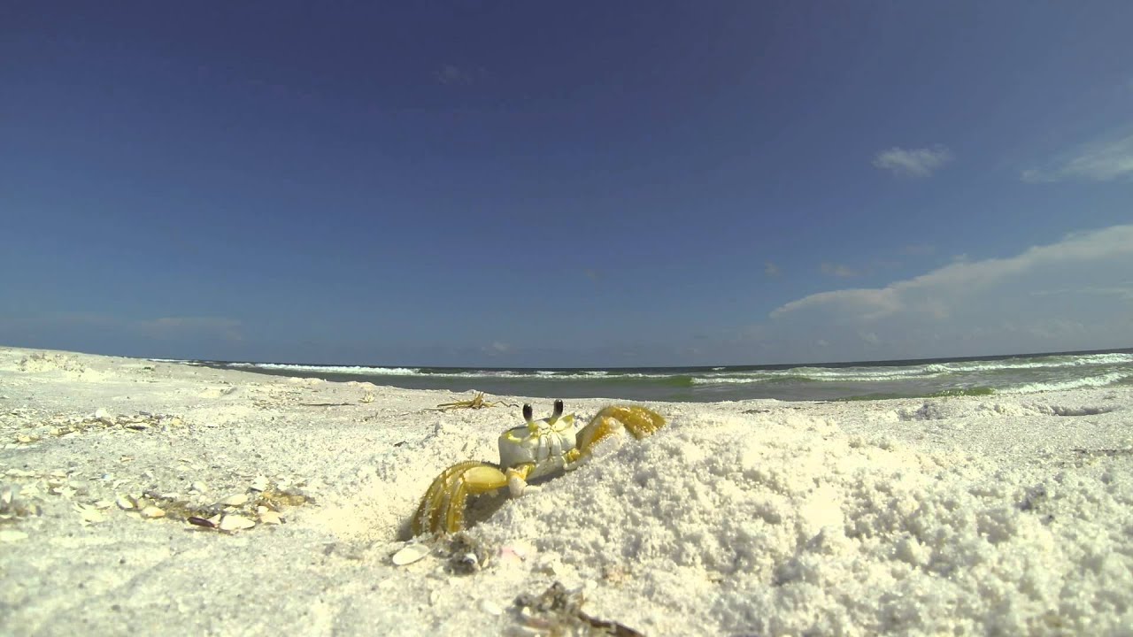 Pensacola Beach Crabs YouTube