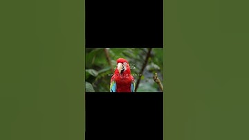 القارئ ياسر الدوسري هذا خلق الله