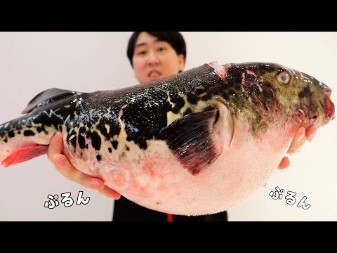 【過去一番】巨大トラフグのお腹からとんでもない物が飛び出してきた！