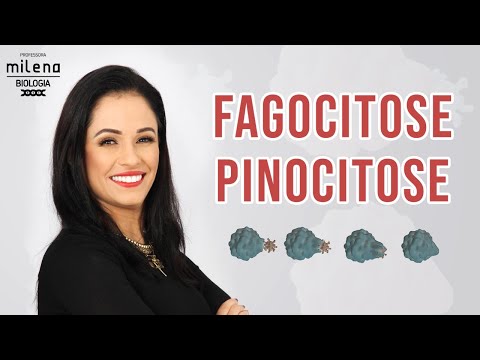 Fagocitose pinocitose