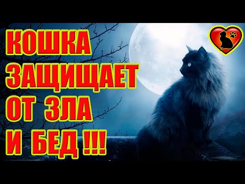 Как кошки защищают и оберегают от зла и бед своих хозяев!!!