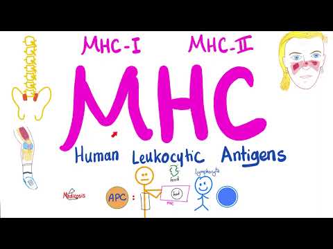 Major Histocompatibility Complex (MHC) | Human Leukocytic Antigen (HLA)