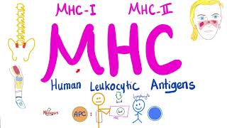 Major Histocompatibility Complex (MHC) | Human Leukocytic Antigen (HLA) screenshot 3