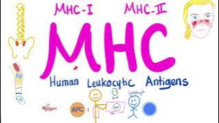 Major Histocompatibility Complex (MHC) | Human Leukocytic Antigen (HLA)