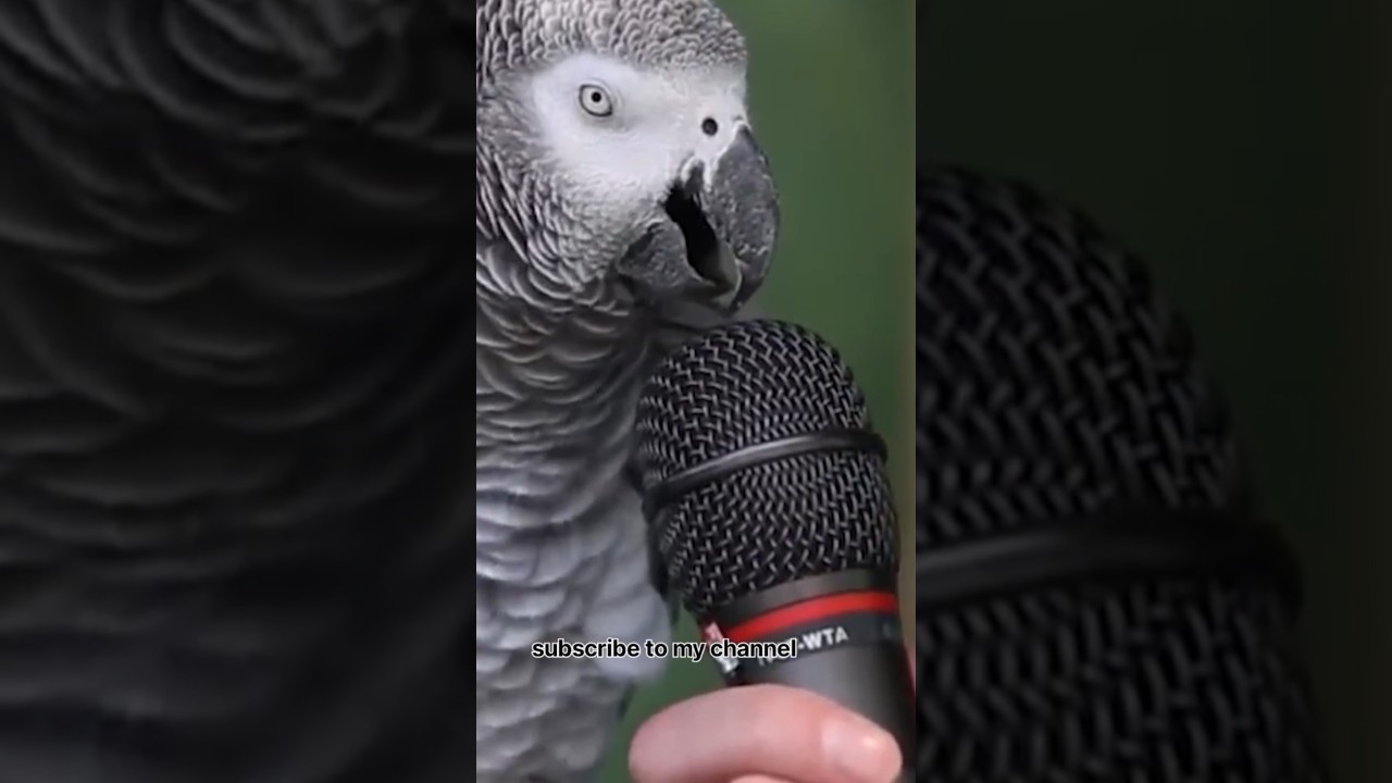 Sr parrot birds- voice of Mike parrot