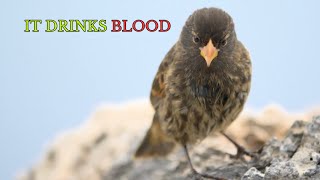 This Tiny Bird Drinks Blood to Survive. The Victim Doesn't Even Flinch.