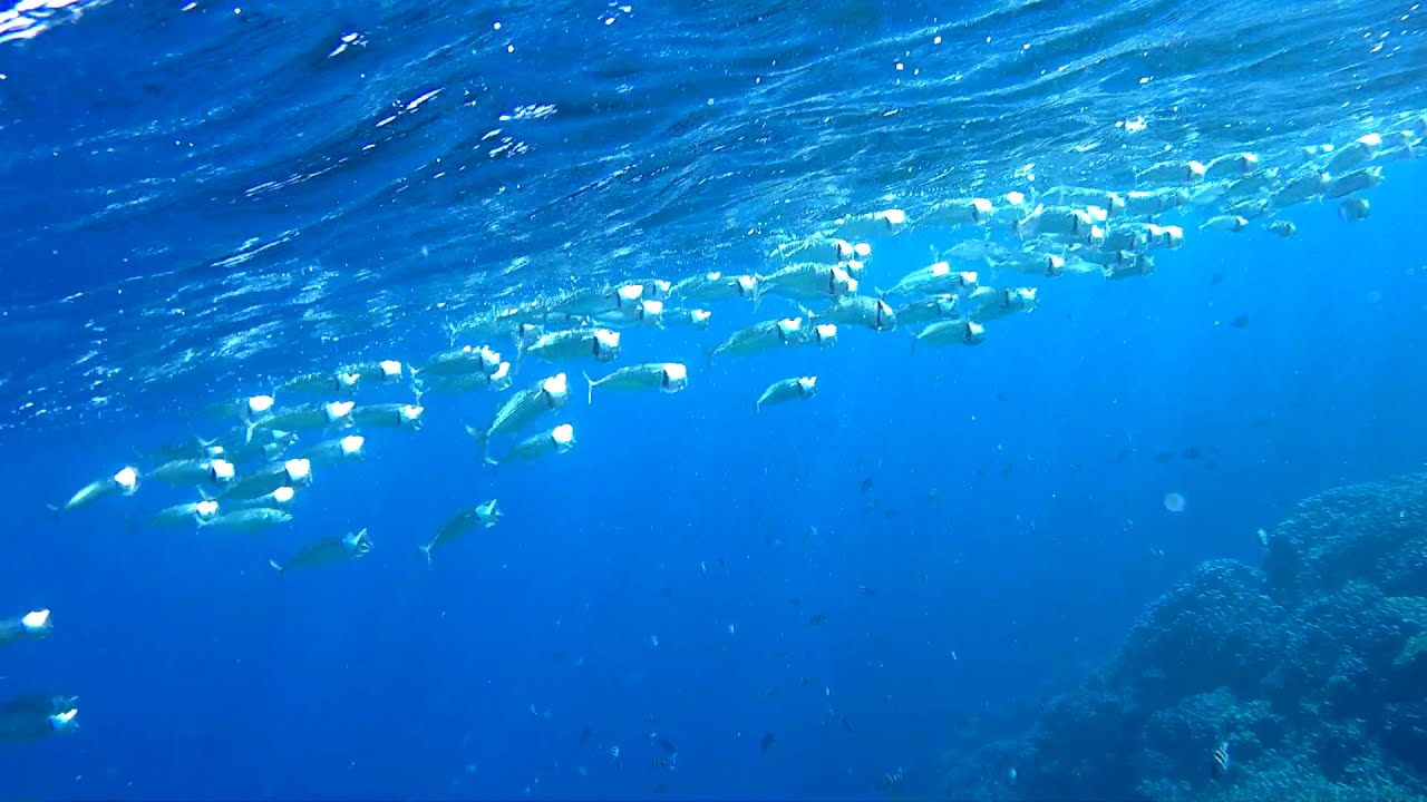 Gorgonia snorkeling - YouTube