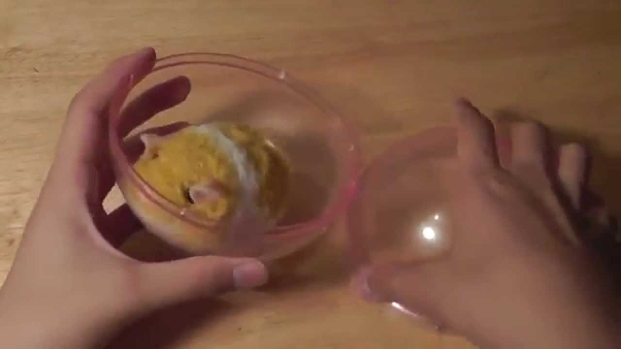 happy hamster rolling ball toy