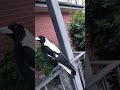 Magpies look beautiful 😍