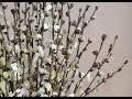 Как сделать Вербу из бисера. Мастер-класс / DIY: How to make Pussy Willow out of beads. Tutorial