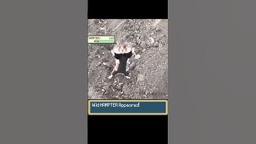 POV: Pokemon in Real Life #pokemon #pokemonmemes #hamsters #funnyanimals
