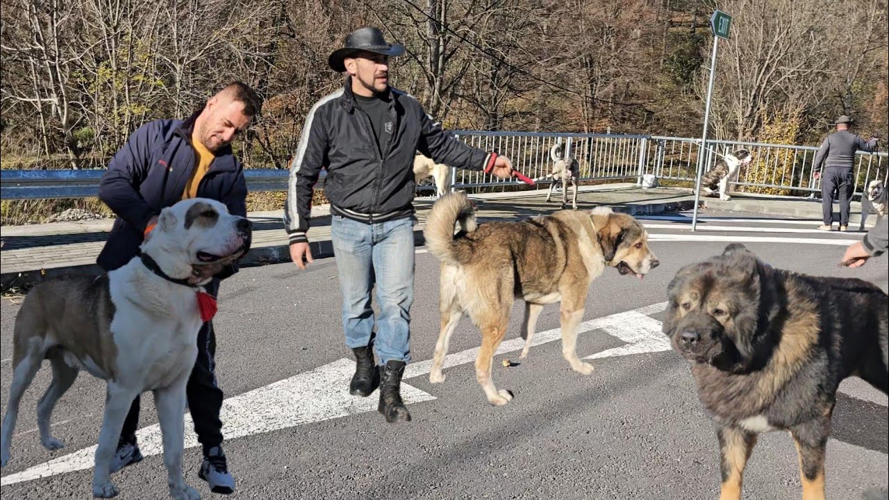 ГИГАНТЫ ИЗ БРАН.СОТНИ КАВКАЗСКИХ ОВЧАРОК, СРЕДНЕАЗИАТСКИХ, КАНГАЛЬСКИХ И ДРУГИХ ПОРОД, ИЗ БРАН.УХ.