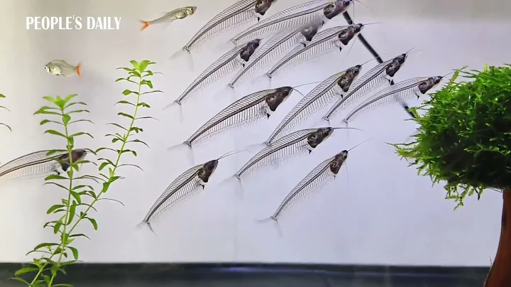 Fish or fish skeleton? Take a closer look and you'll see they're actually see-through glass catfish! - DayDayNews