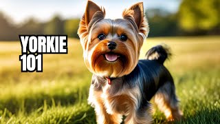 Yorkshire Terrier  The Ultimate Guide to the Tiny Titan