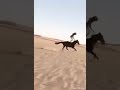 شيلة حنا بني خالد