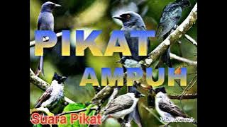 Suara Pikat Burung Srigunting versi Trucukan Ribut