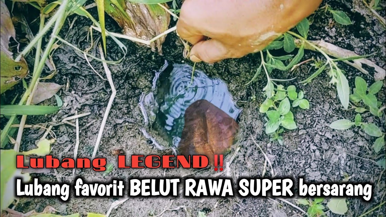 GAK NYANGKA KAN‼️SERING DI PANCINGI TAPI BELUT BESARNYA TETAP MELIMPAH 