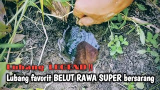 Download Lagu GAK NYANGKA KAN‼️SERING DI PANCINGI TAPI BELUT BESARNYA TETAP MELIMPAH  MP3