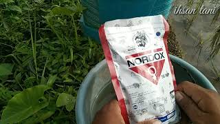 Cara Mengobati Layu Fusarium Dan Layu Bakteri Dan Cara Aplikasi Bahan Aktif Tembaga Oksida