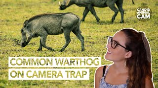 What Do You Call A Group Of Warthogs? Candid Animal Cam