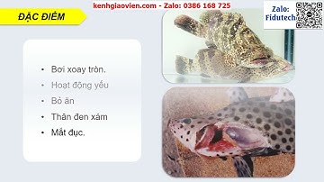 Giáo án PowerPoint Bài 22: Phòng, trị... | GA điện tử Công nghệ 12 Lâm nghiệp Thuỷ sản cánh diều