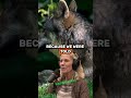 Tracking Wolves in Glacier: Why Names &amp; Numbers Matter | Diane K. Boyd &amp; Joe Rogan Discuss #jre