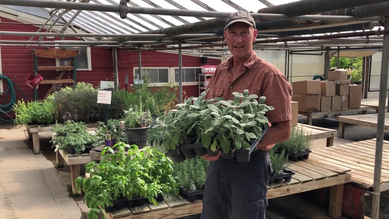 Lowe's Grown Fresh Herbs YouTube