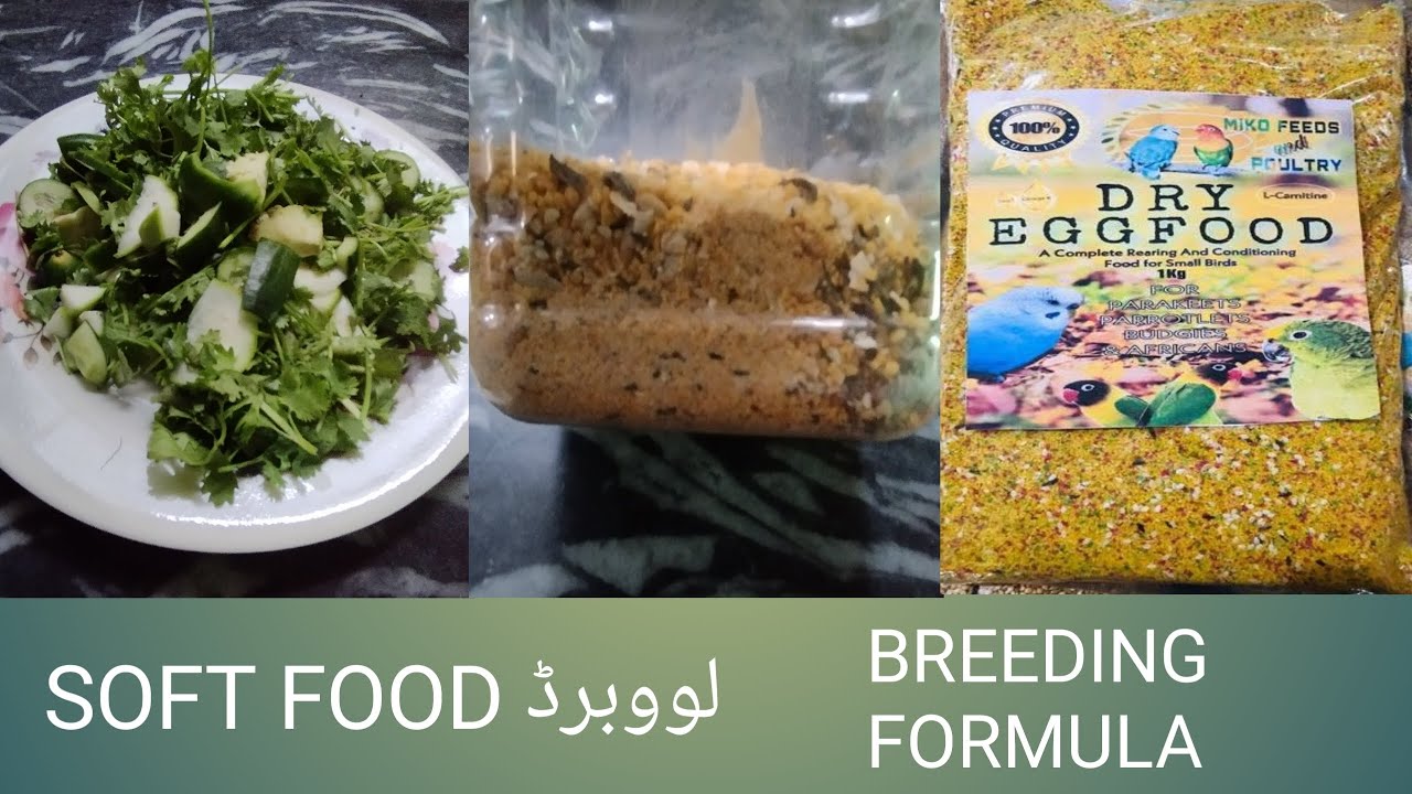 LOVE BIRDS BEST SOFT FOOD/ BREEDING FORMULA/ YouTube