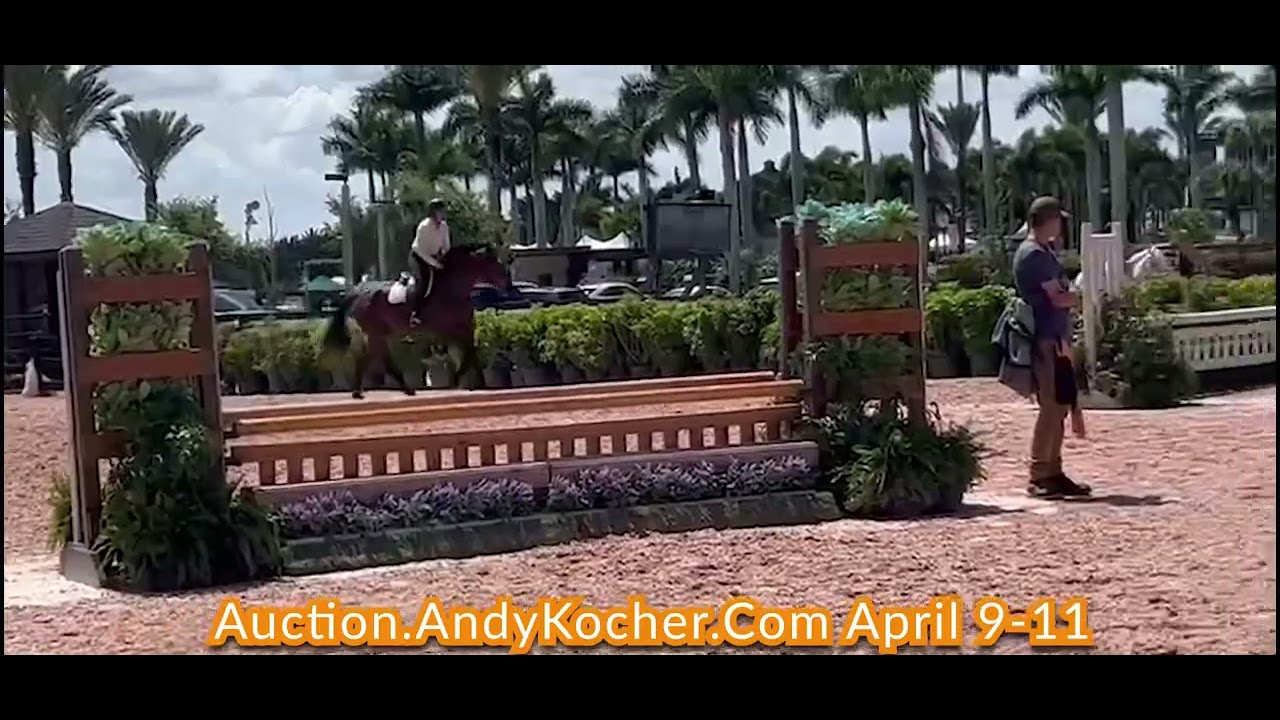 Andy Kocher Sport Horse Auction April 911 2022 Vimiro PS YouTube